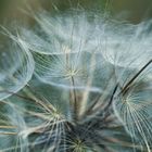 pusteblume