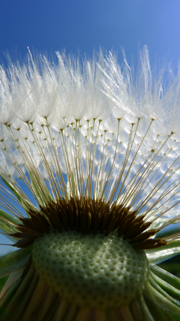 Pusteblume ..