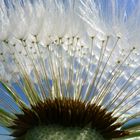 Pusteblume ..