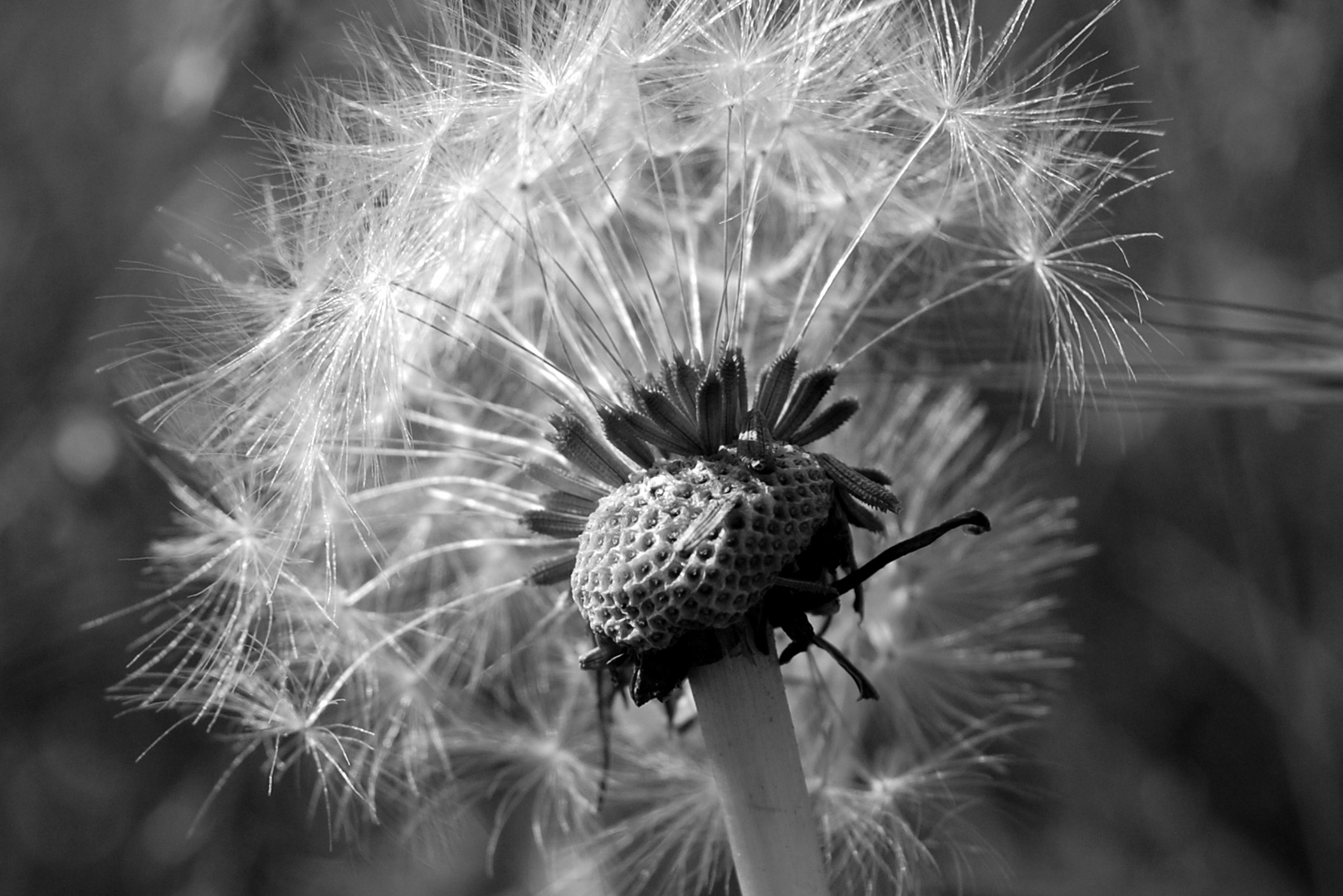 Pusteblume