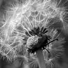 Pusteblume