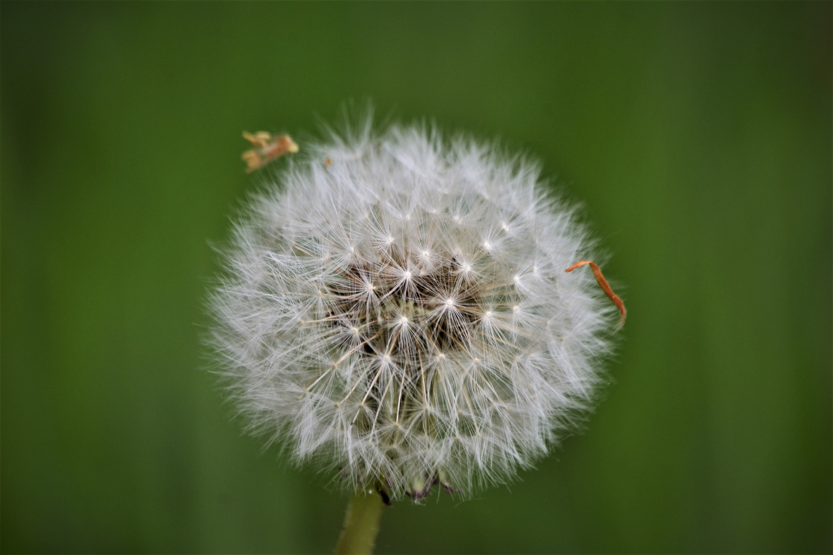 Pusteblume