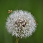 Pusteblume