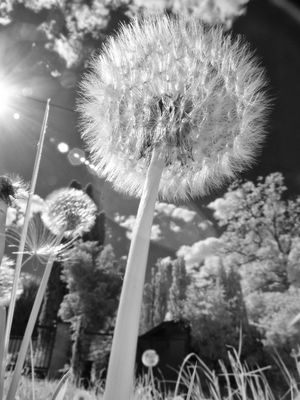 Pusteblume