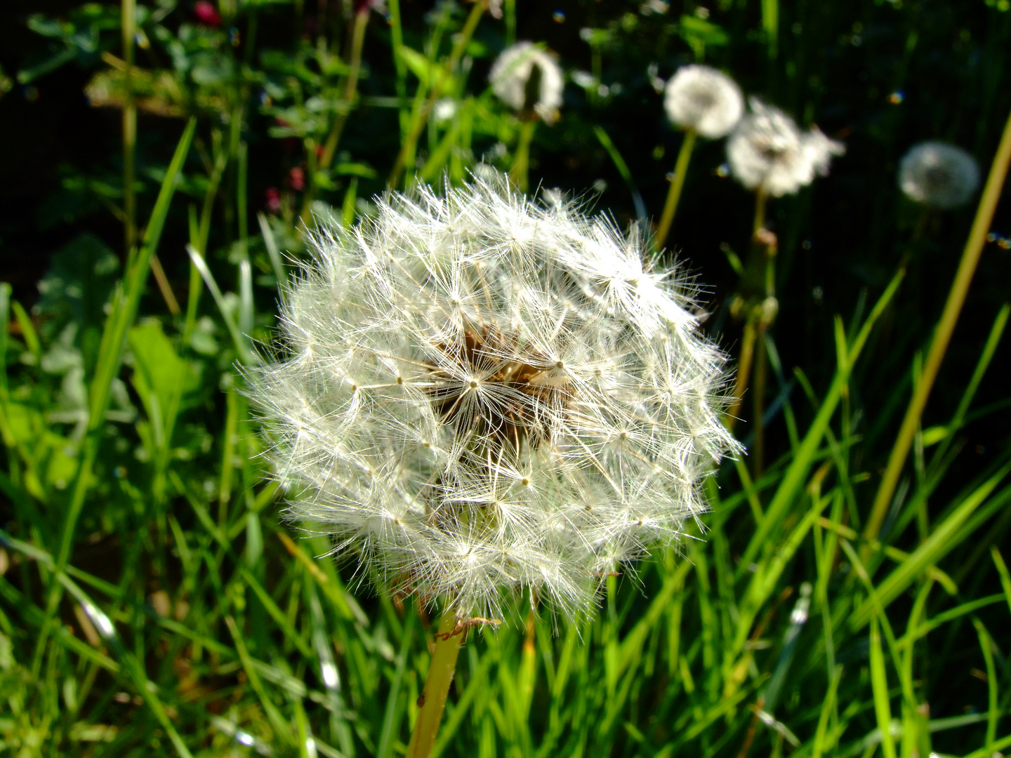 Pusteblume