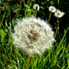 Pusteblume