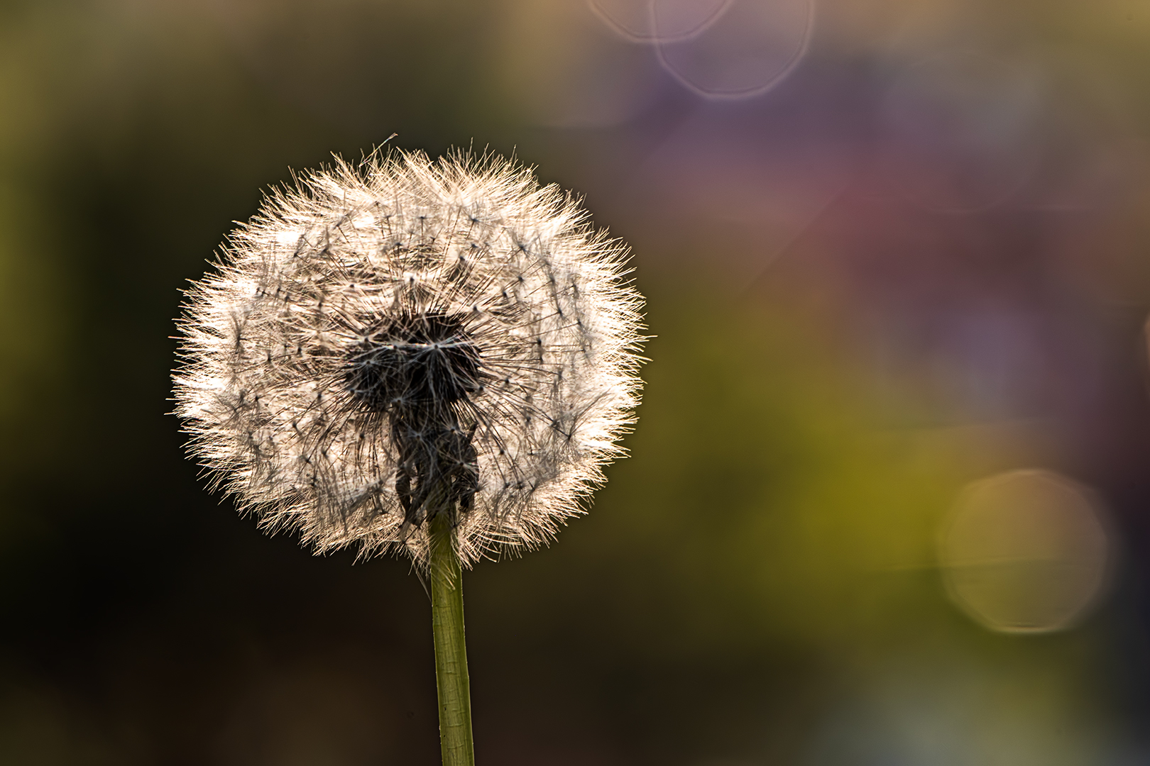 Pusteblume...