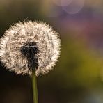 Pusteblume...