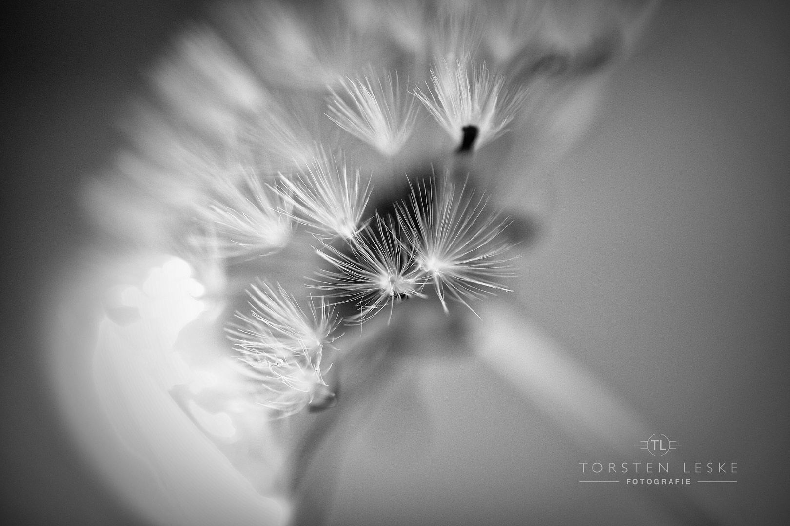 Pusteblume