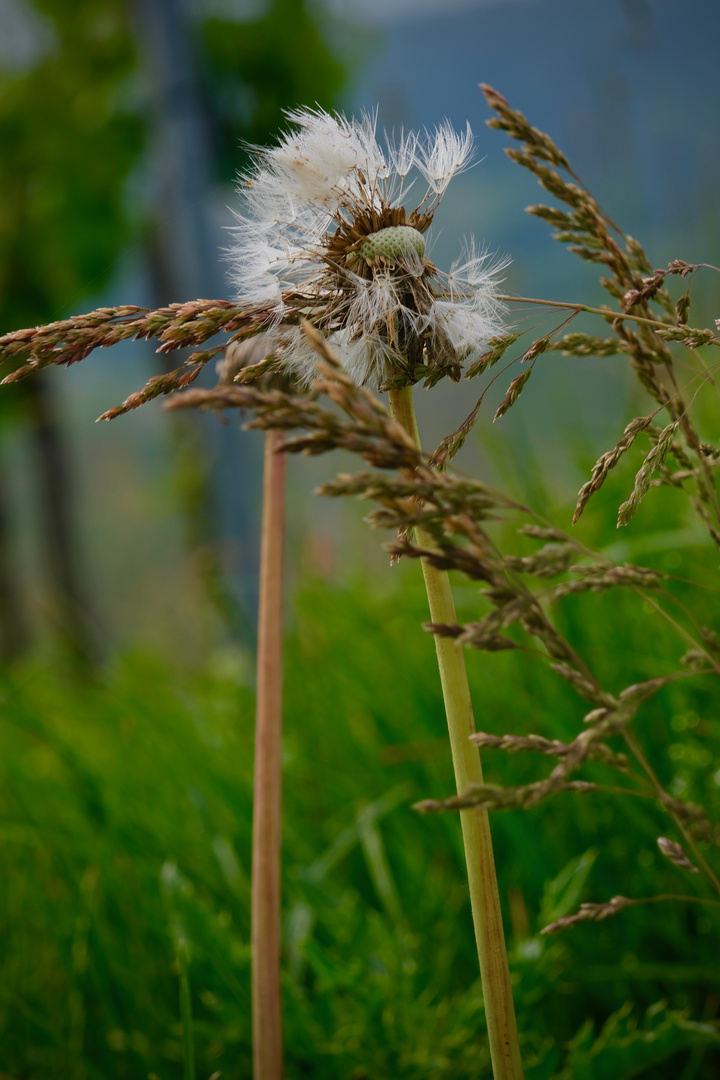 Pusteblume