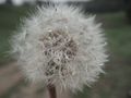 Pusteblume von KaroLineR 