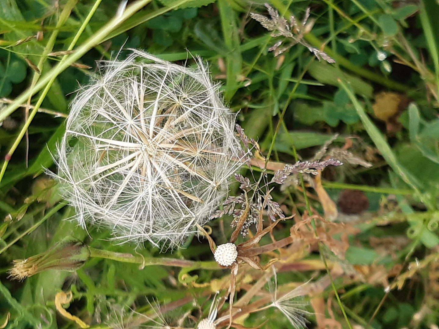 Pusteblume