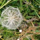 Pusteblume