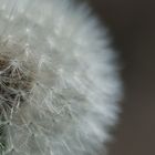 "Pusteblume"