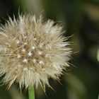 Pusteblume