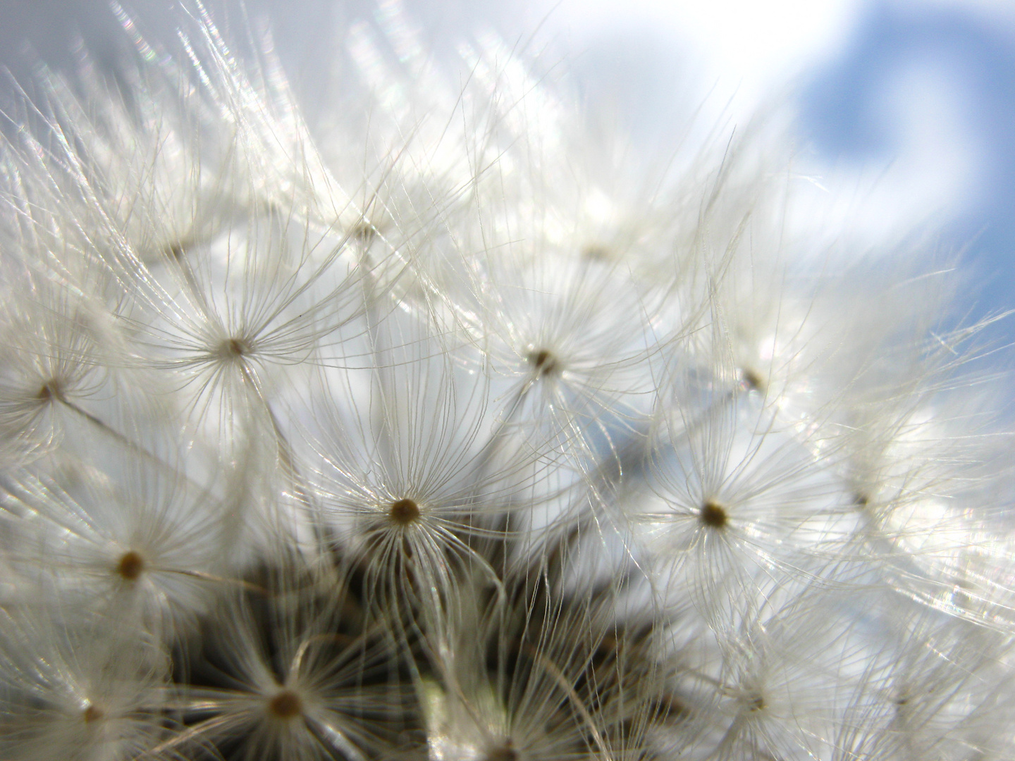 Pusteblume