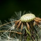 Pusteblume