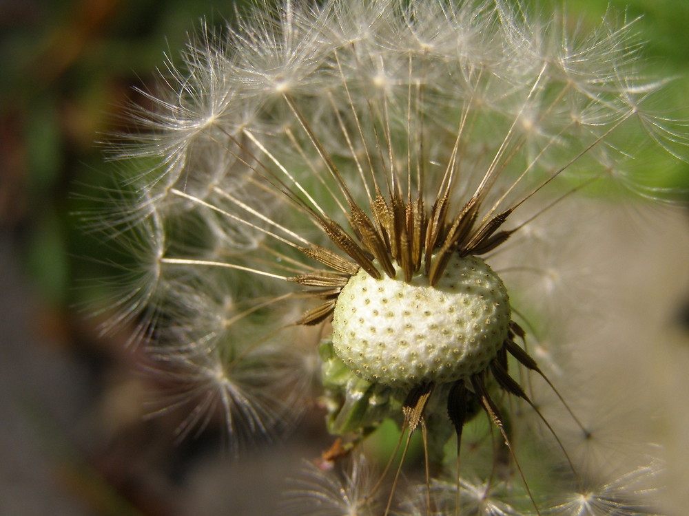 Pusteblume