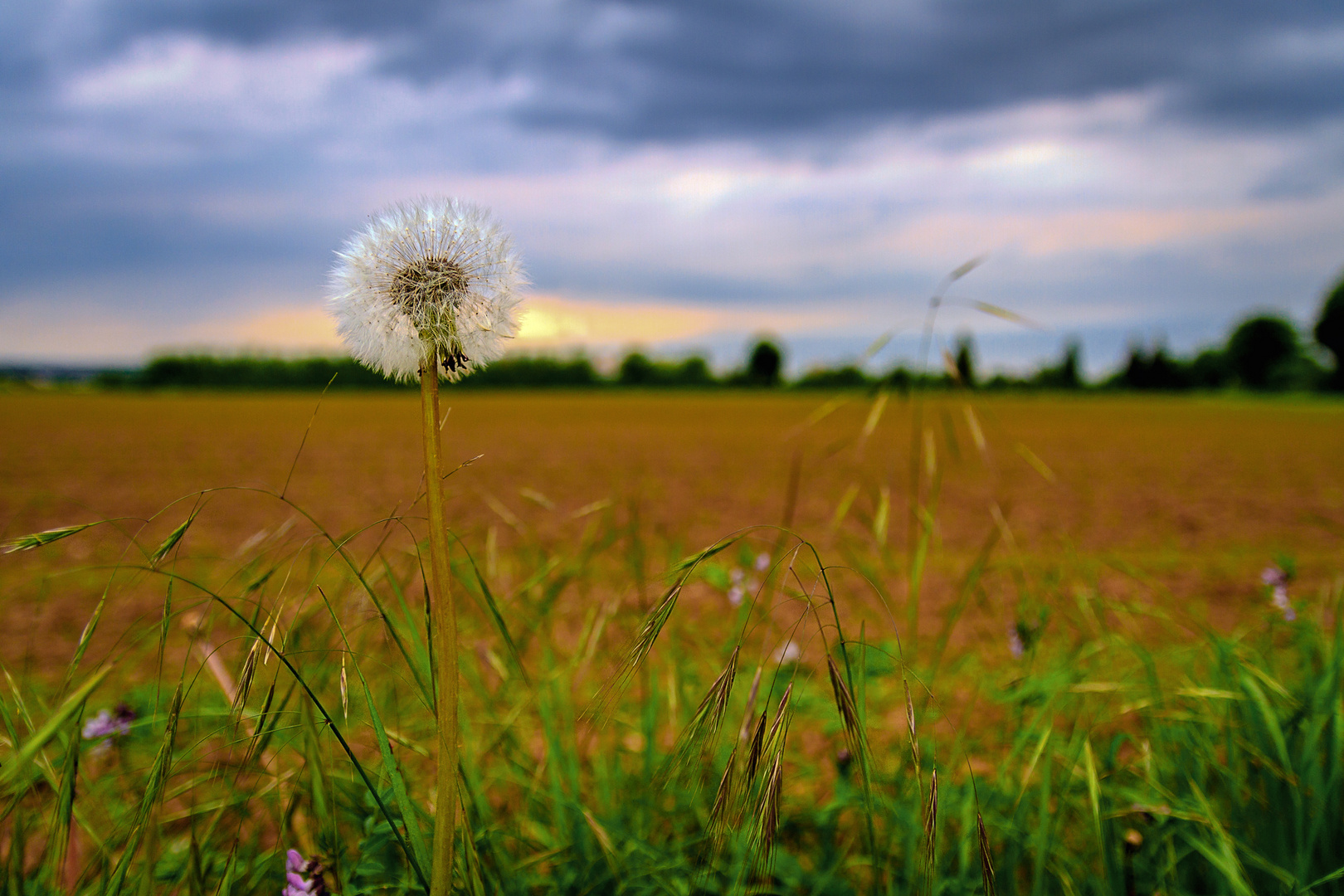 Pusteblume