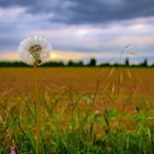 Pusteblume