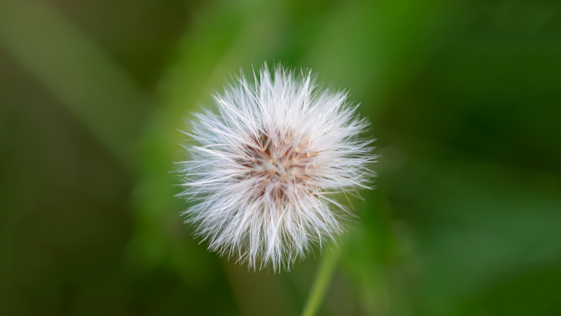 Pusteblume