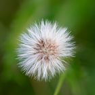 Pusteblume