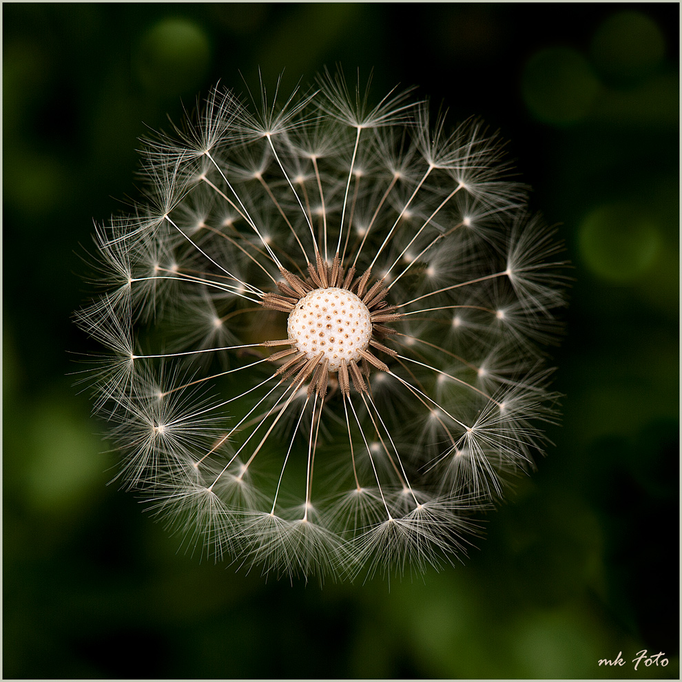 Pusteblume