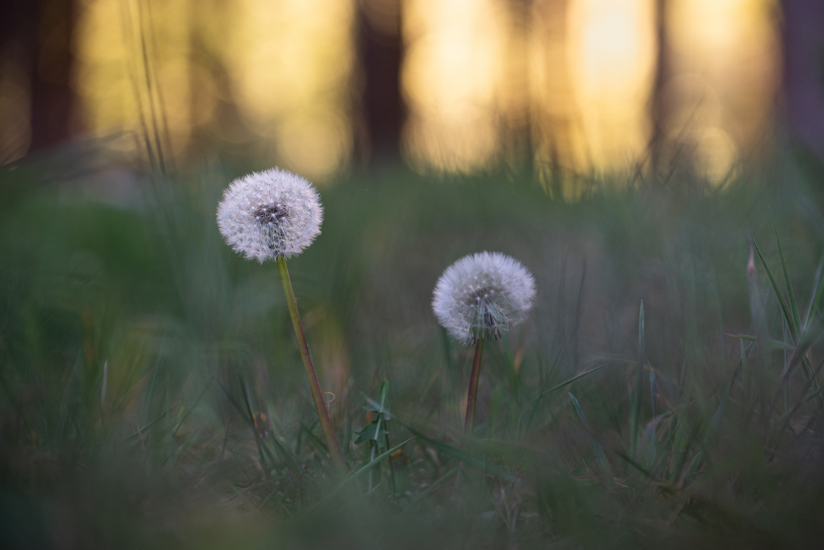 _____Pusteblume___________________________