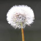 Pusteblume