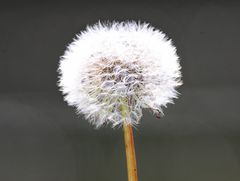 Pusteblume