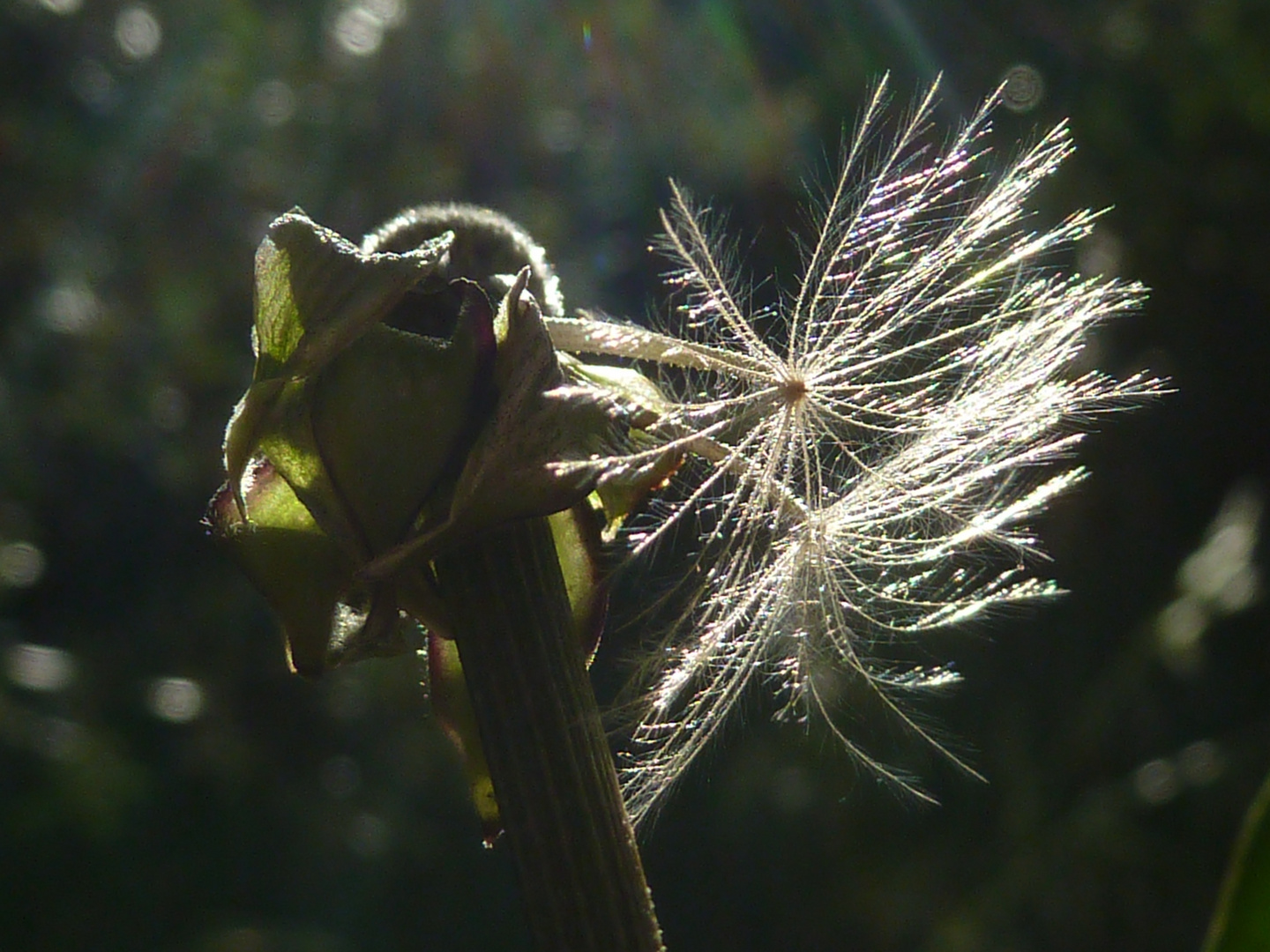 Pusteblume