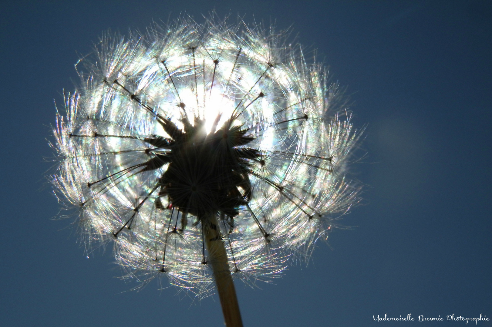 Pusteblume