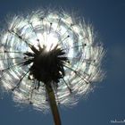 Pusteblume