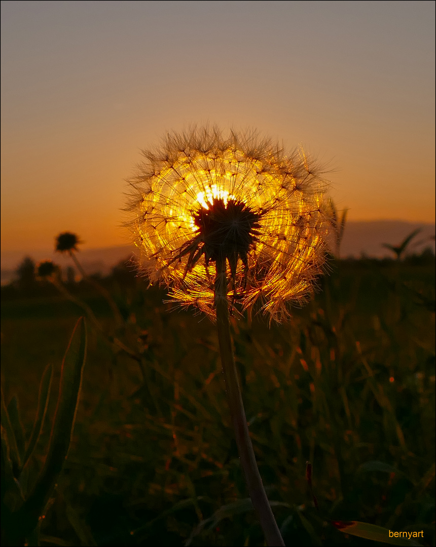 Pusteblume...