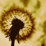 PUSTEBLUME