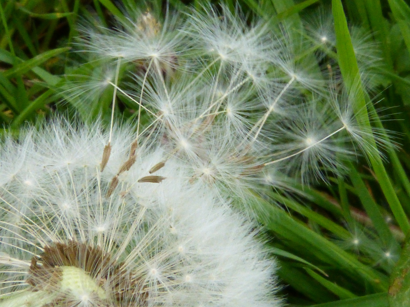 Pusteblume