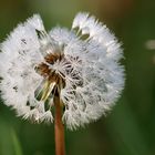 Pusteblume 