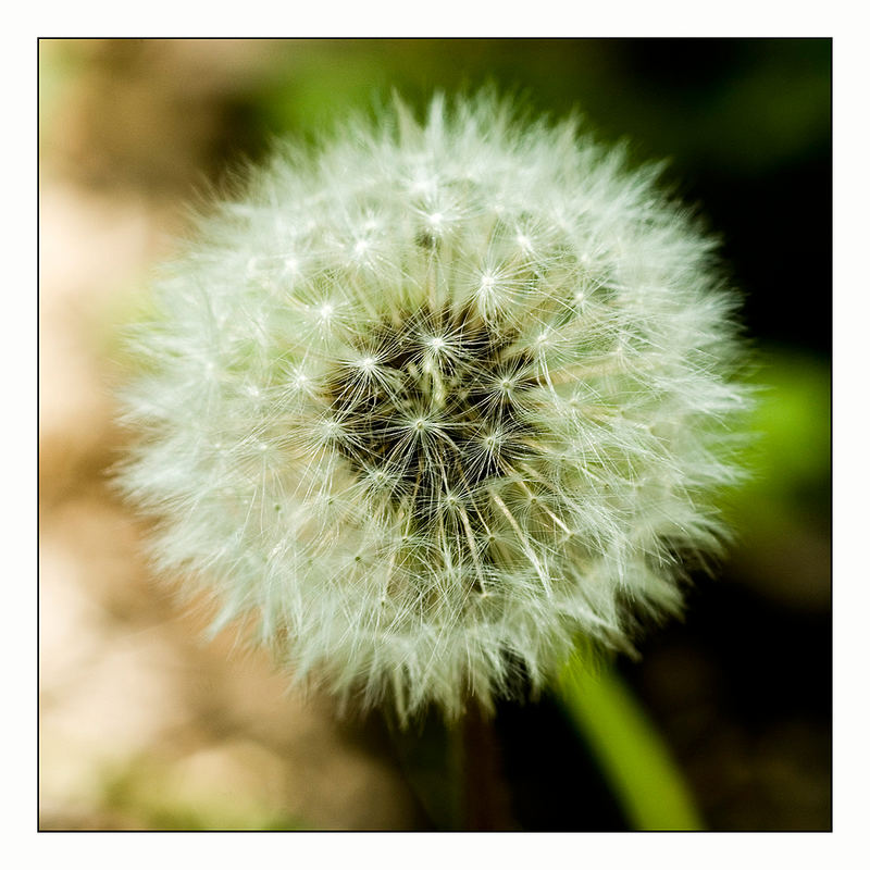 pusteblume