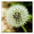 pusteblume