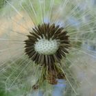 Pusteblume