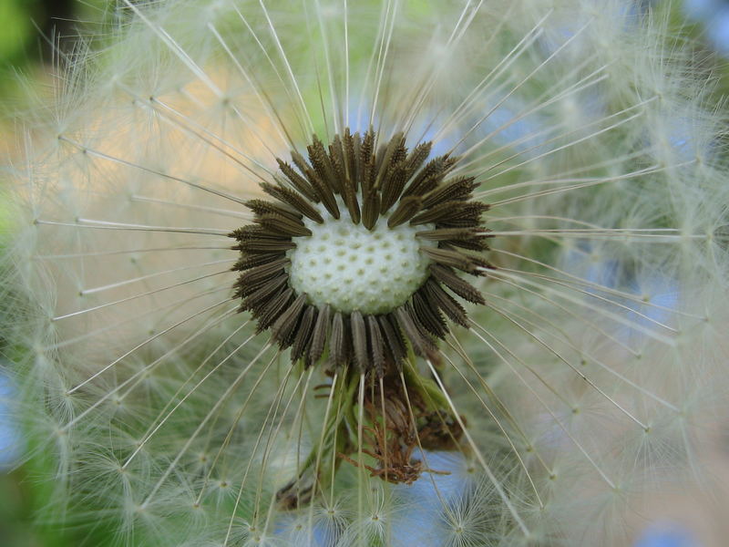 Pusteblume