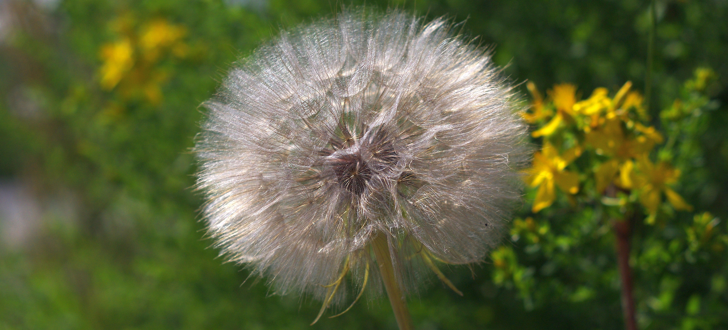 Pusteblume