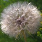 Pusteblume