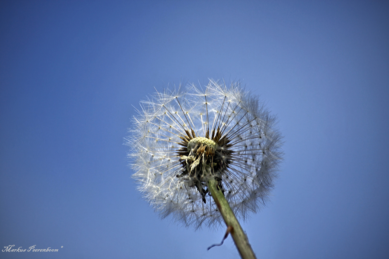 Pusteblume