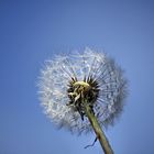 Pusteblume