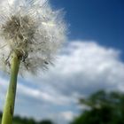 Pusteblume