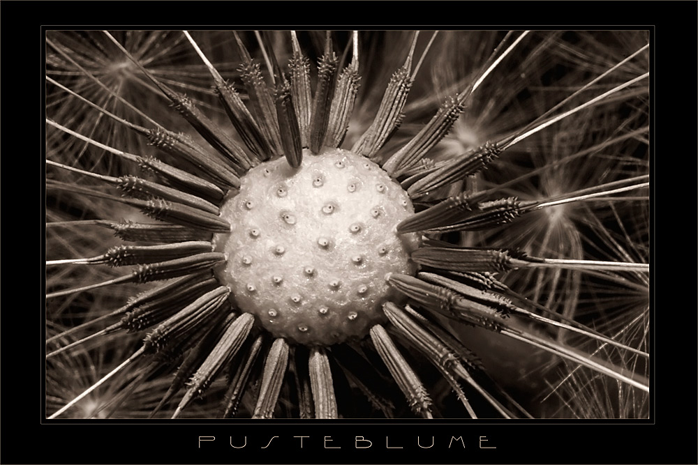 Pusteblume