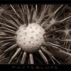 Pusteblume