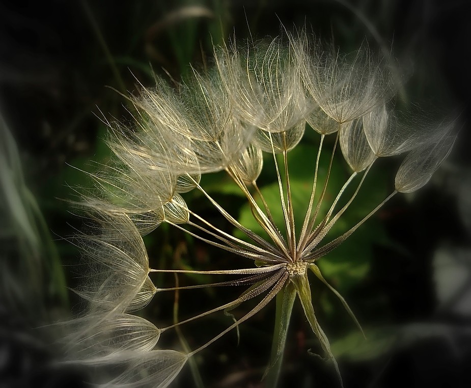 Pusteblume