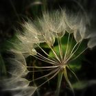 Pusteblume